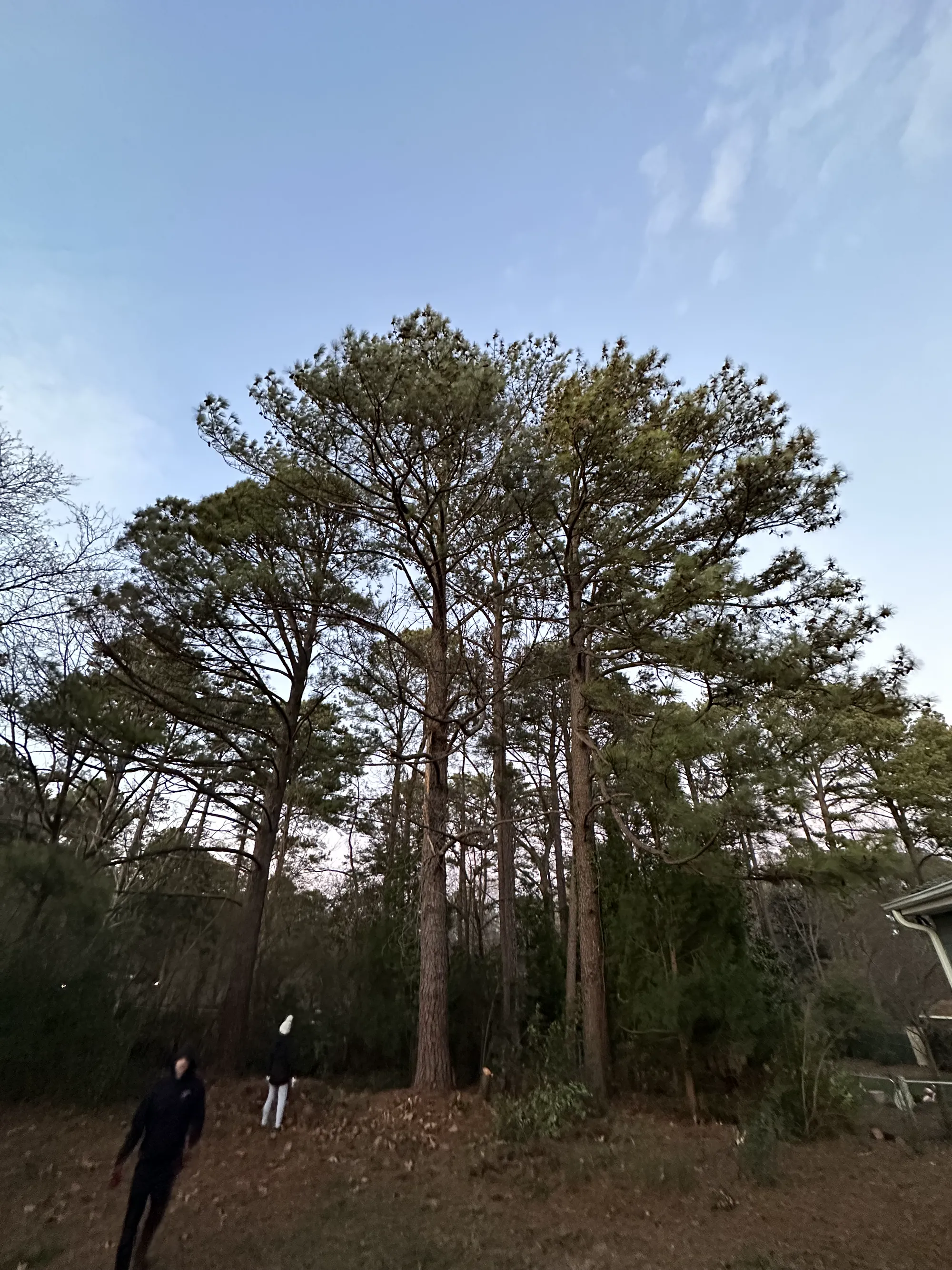 Where it started &mdash; Raw wooded lot.